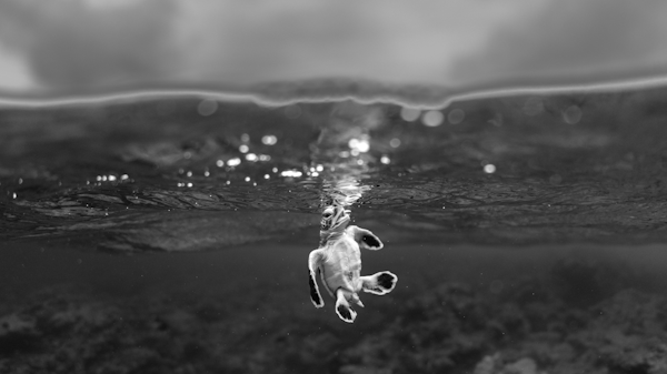 Le prix du Public : « À bout de souffle » par Théo Guillaume