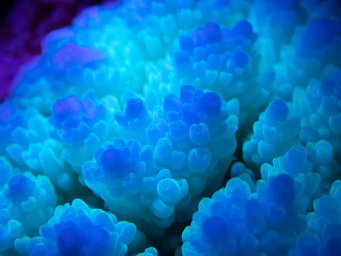 « Réchauffé sous UV » © Théo Guillaume