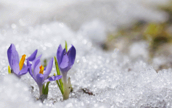 La chaleur précoce a entraîné une floraison avancée cette année, aussitôt mise en péril par les gelées tardives.