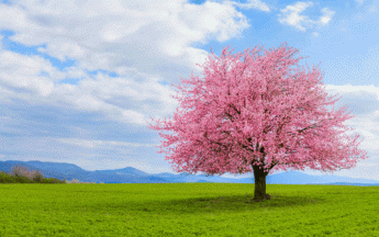 Pas de froid en vue avant la fin de l'hiver