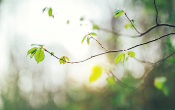 Le printemps s'éveille