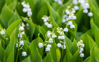 Des gelées aux premiers jours de chaleur : un début mai contrasté !