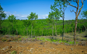 Il y a 200 ans on s'interrogeait déjà sur les effets des déboisements