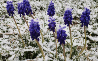 Le froid a contrarié l'arrivée du printemps