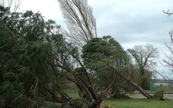 Arbres déracinés par une tempête. 