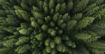 La Météo des forêts : s’informer sur le danger de feux 