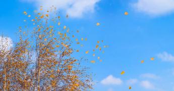 Les vents régionaux