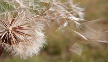 Pissenlit au vent. © GettyImages