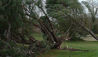 Arbres déracinés par une tempête. © Capdegelle Denis - Météo-France
