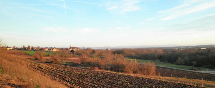 Temps quasi printanier en Alsace en ce début janvier.