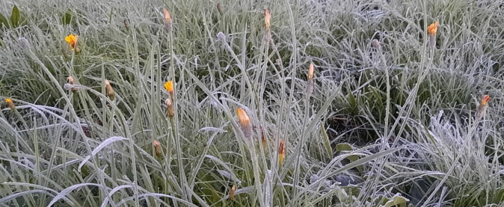 Premières gelées hier matin.