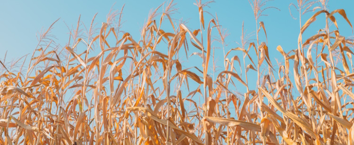 Bilan climatique de l'été 2023.