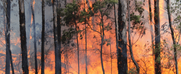 Feux de forêts en Australie.