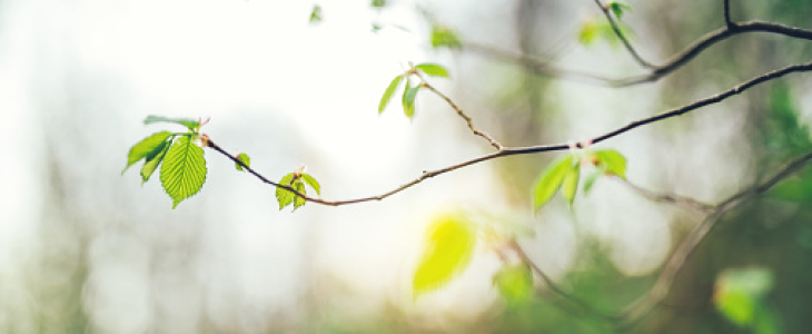 Le printemps s'éveille