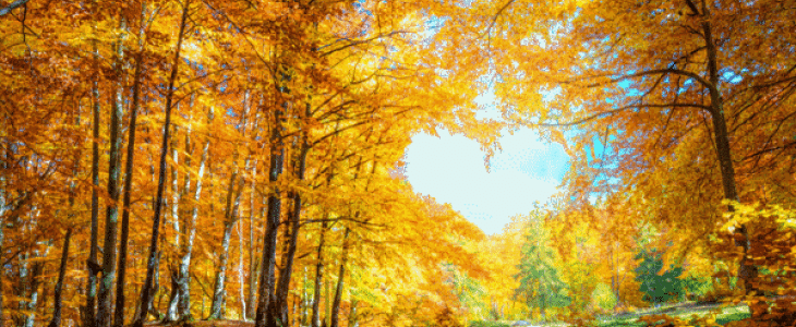 Illustration automne - © GettyImages