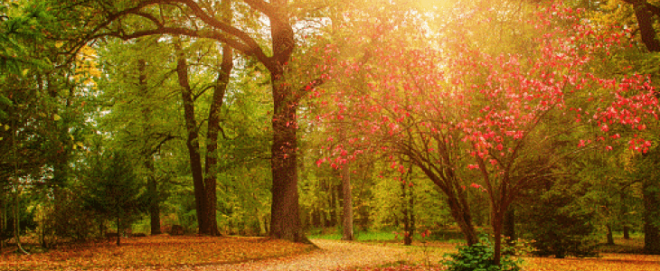 Automne