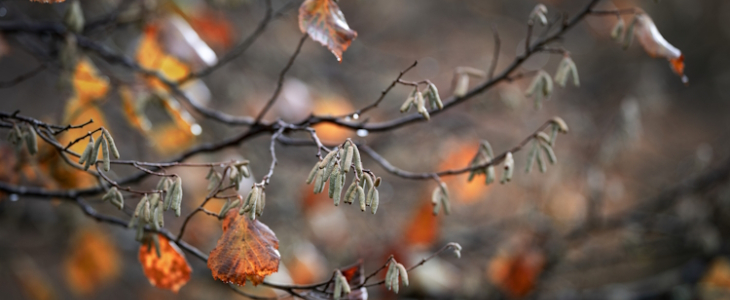Pluie en automne.
