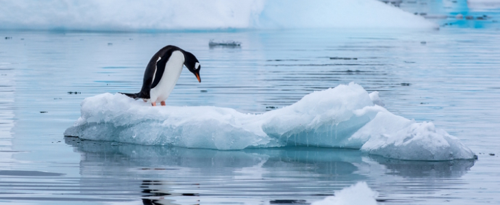 Il n'y a jamais eu aussi peu de glace au pic de l'été austral autour de l 'Antarctique.