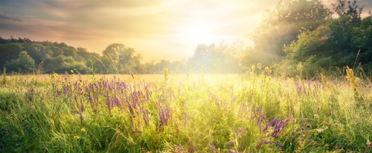 Paysage de printemps.