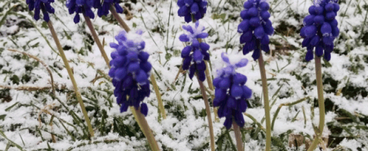 Le froid a contrarié l'arrivée du printemps