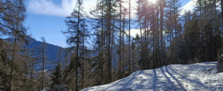 La neige fait son retour sur les massifs cette semaine.