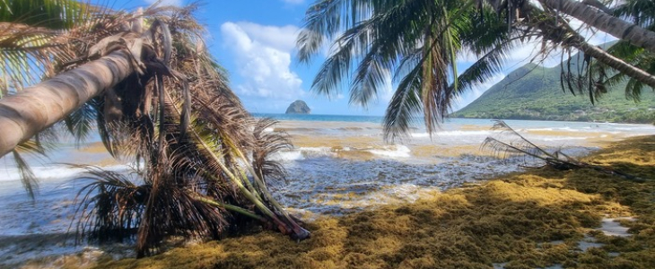 Dégâts suite au passage de l'ouragan Beryl