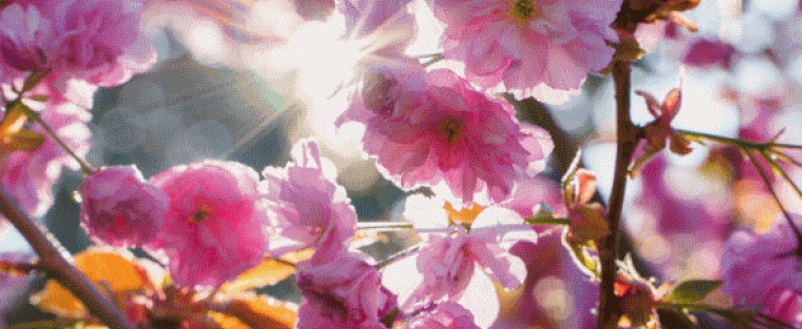 Printemps - Illustration