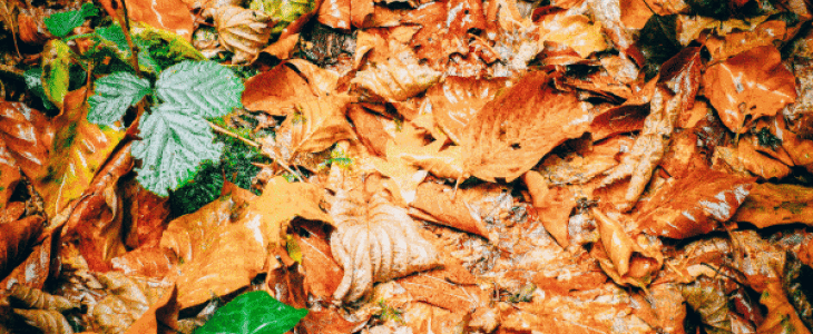 Un début d'automne marqué par la fraîcheur