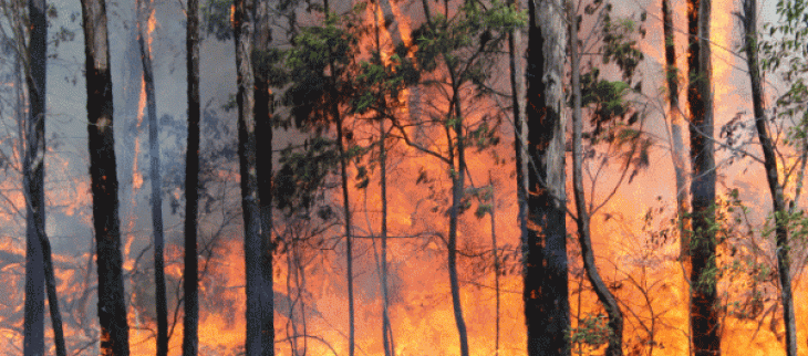 Feux de forêts en Australie.