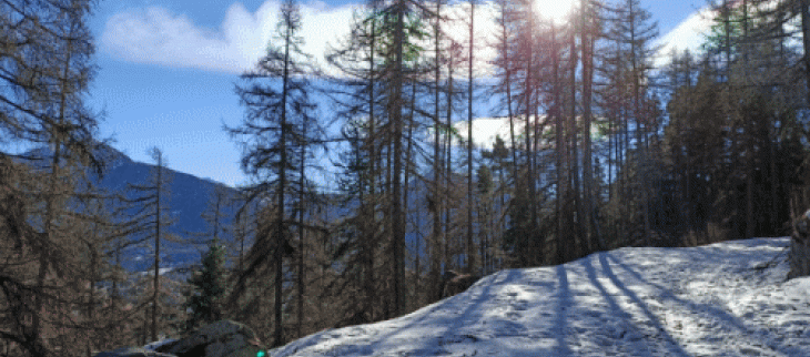 La neige fait son retour sur les massifs cette semaine.