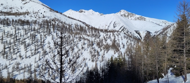 Massif du Mercantour (06) bien enneigé dès les forêts de Mélèzes (secteur de Castérino).