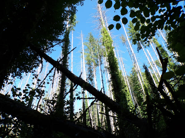 « La forêt malade de la chaleur » © Sébastien Cal 