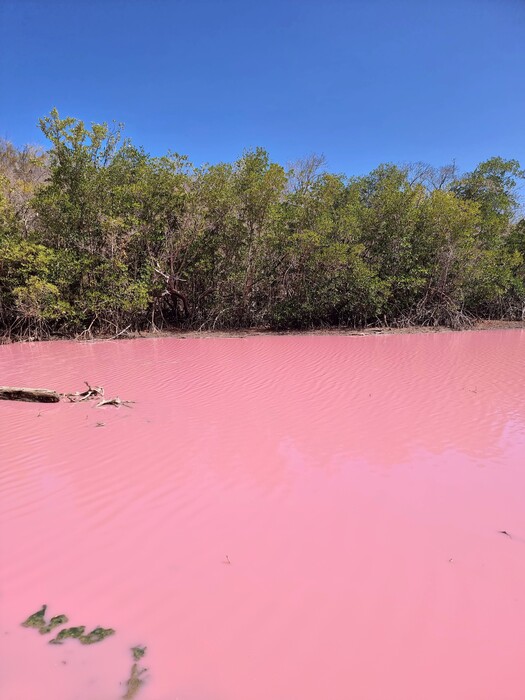 Gwenaëlle Gely : "Mangrove rose" : 