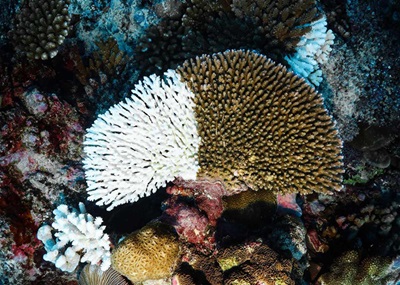 La cicatrice du récif