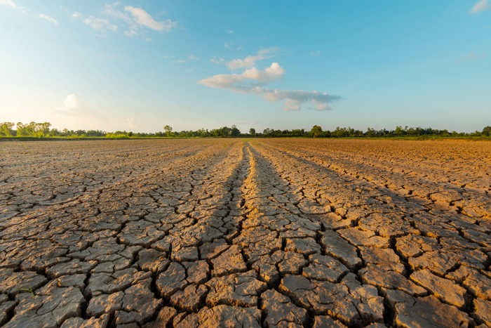 Réchauffement climatique et sécheresse sur un champ du Lot.