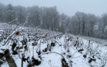 Il a neigé à basse altitude hier mardi, comme ici sur les vignes de Bourgogne.