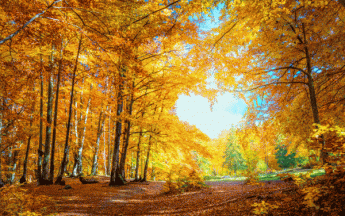 Illustration temps d'automne - © GettyImages