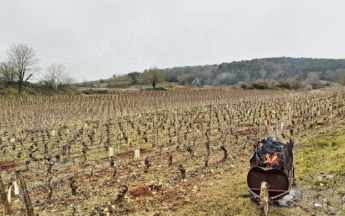 Taille des vignes hier à Meursault (21).