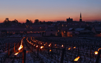 Lumignons dans les vignes à Meursault (21) cette fin de nuit