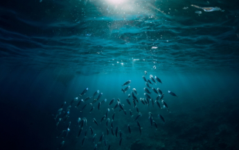 Illustration océan © Getty Images  