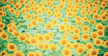 Chaleur remarquable : jusqu’à 36 °C attendus aujourd’hui