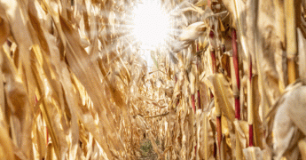 Vagues de chaleur et changement climatique 