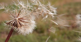 Qu’est-ce que le vent ?