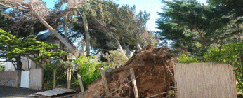 Arbres déracinés dans le Cotentin suite au passage de la tempête Ciarán le 2 novembre 2023