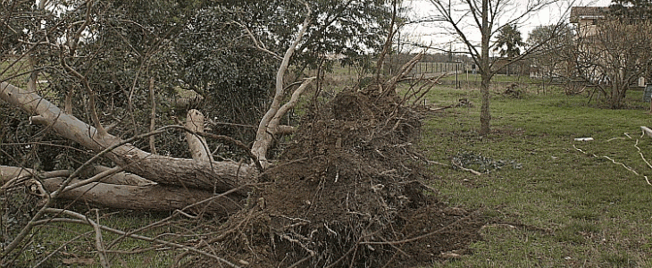 Dégâts lors du passage de Klaus en Haute Garonne.