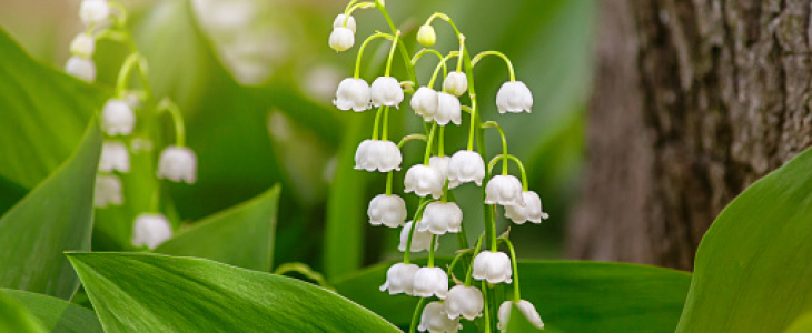 Illustration mai - © GettyImages