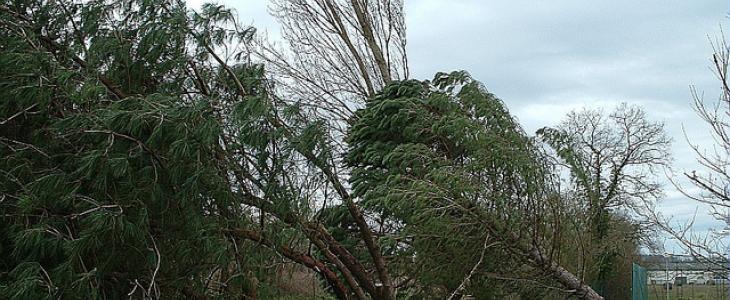 Arbres déracinés par une tempête. 