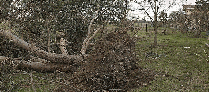 Dégâts lors du passage de Klaus en Haute Garonne.