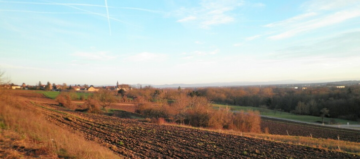 Temps quasi printanier en Alsace en ce début janvier.