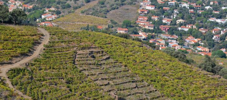 La vue aérienne sur Collioure depuis fort Saint Elme.